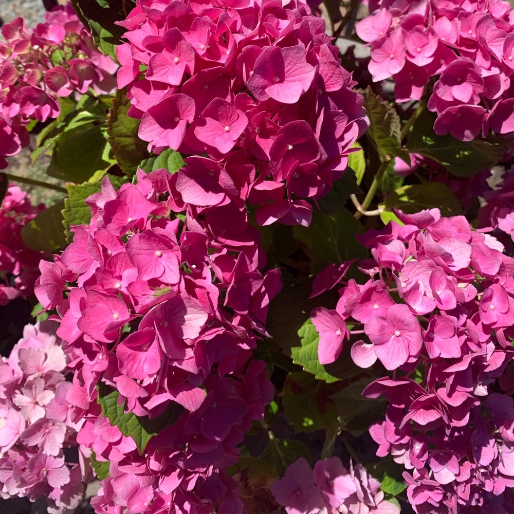 Meet your Posher, Jasmine